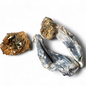 Non-Detect Mushrooms Penis Envy 1/8oz product image - Madison Mushroom Dispensary