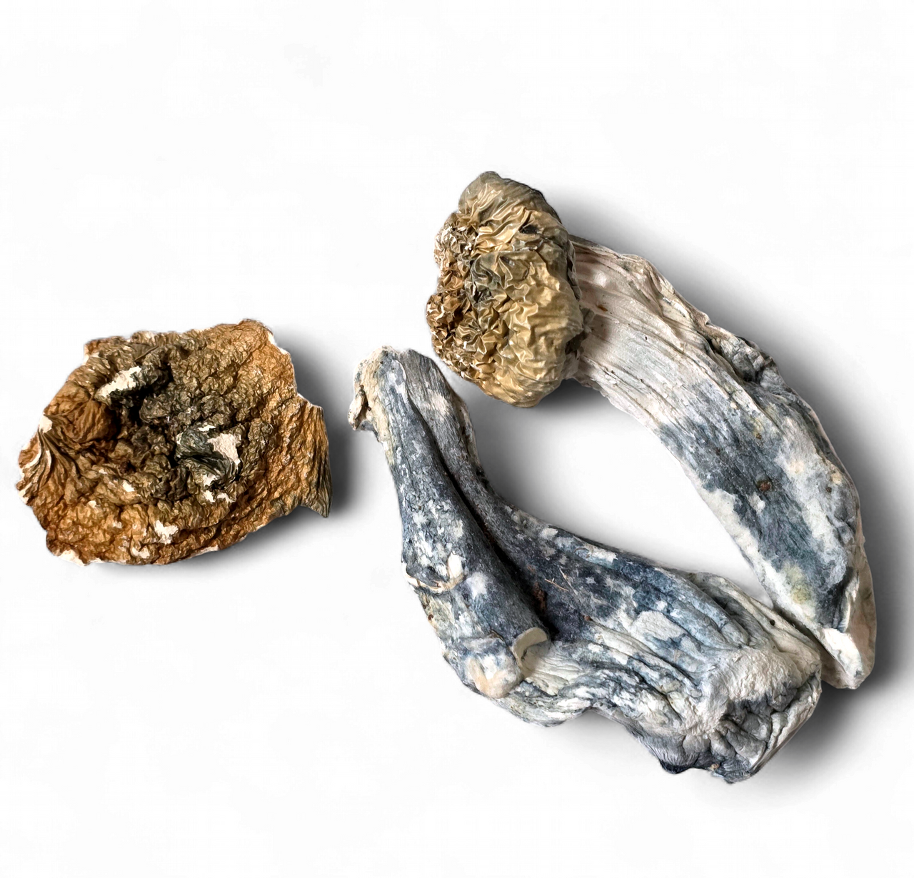 Non-Detect Mushrooms Penis Envy 1/8oz product image - Madison Mushroom Dispensary